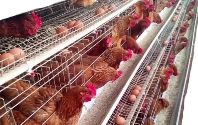 incubadoras de huevos comerciales
