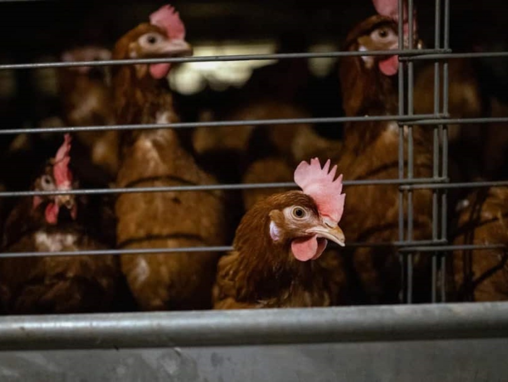 battery-cage-system