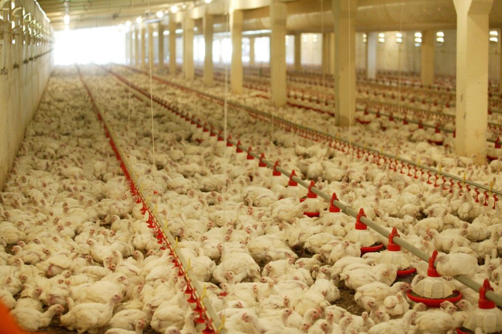 Broiler-flat-farming